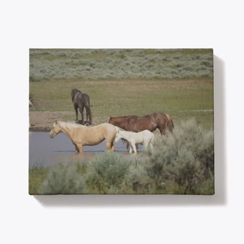 Steens Mountain Wild Horses